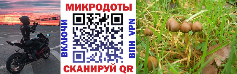 Псилоцибиновые грибы Cubensis  Беслан 